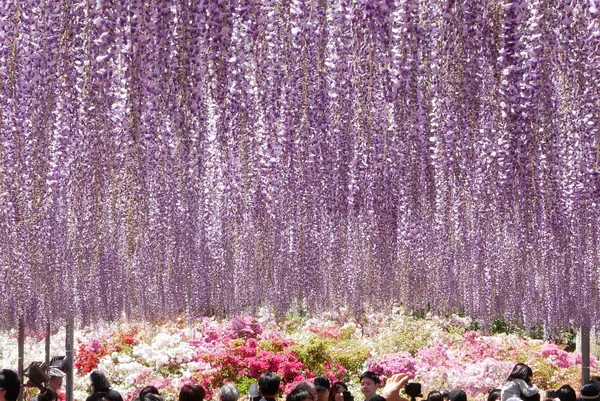 投稿：見事な藤のカーテン