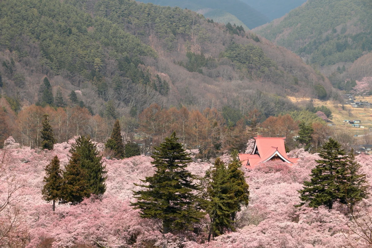 投稿写真：高遠城址公園