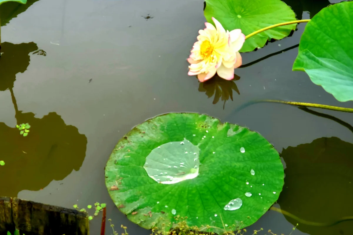 投稿写真：蓮の葉っぱ