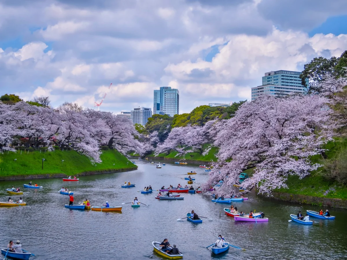 投稿写真：千鳥ヶ淵の桜とボート