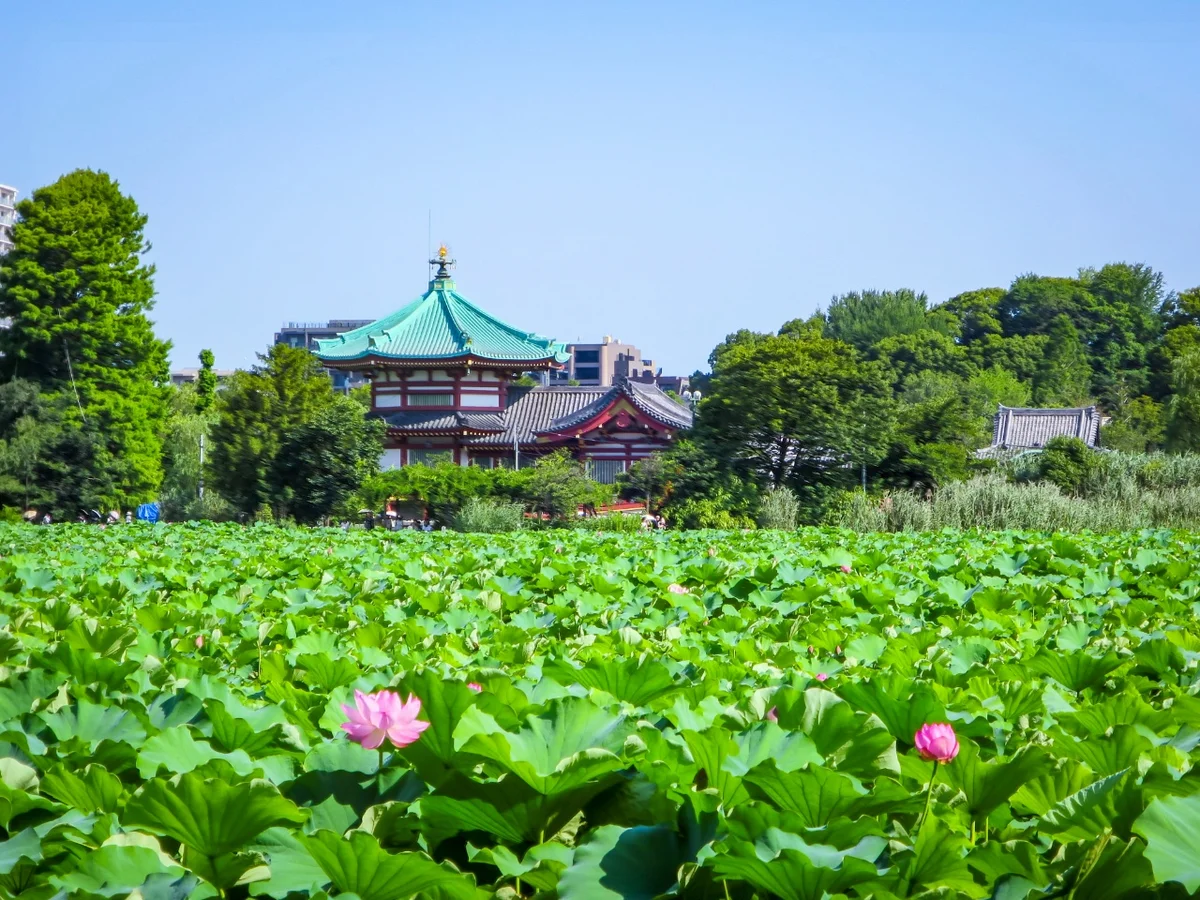 投稿写真：辯天堂とハスの花