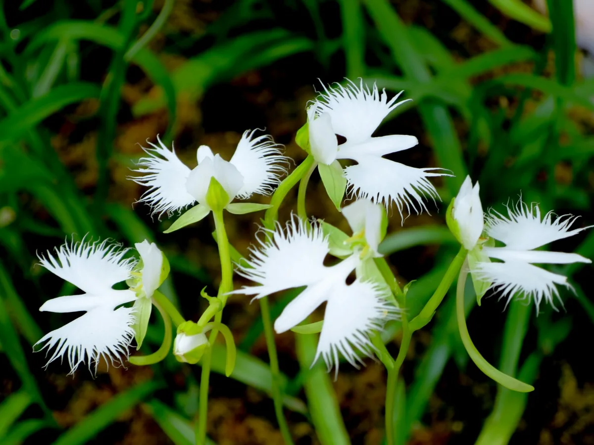 投稿写真：サギソウ