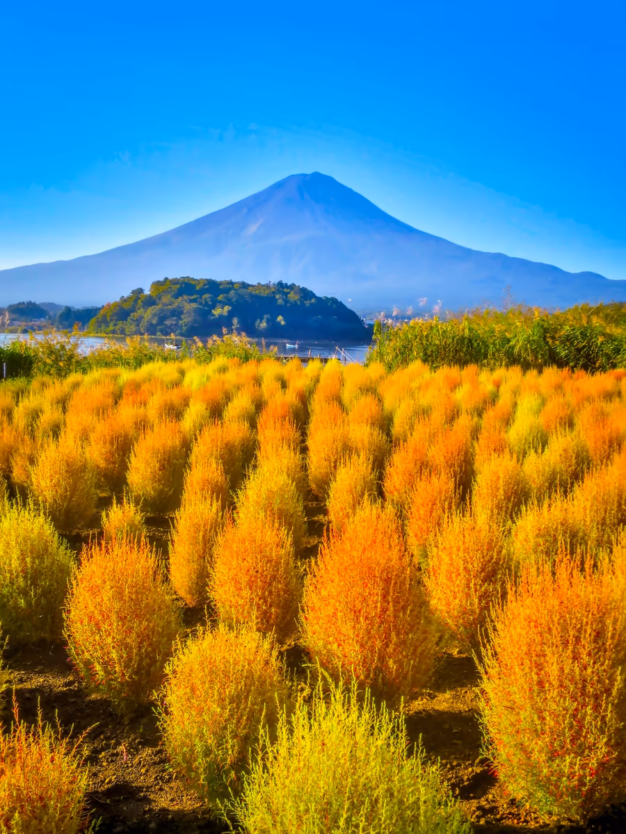 投稿写真：色づき始めたコキアと富士山