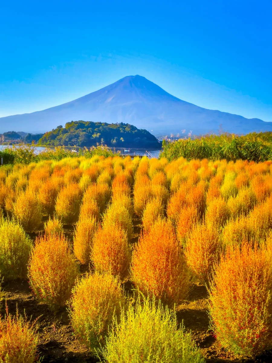 投稿写真：色づき始めたコキアと富士山