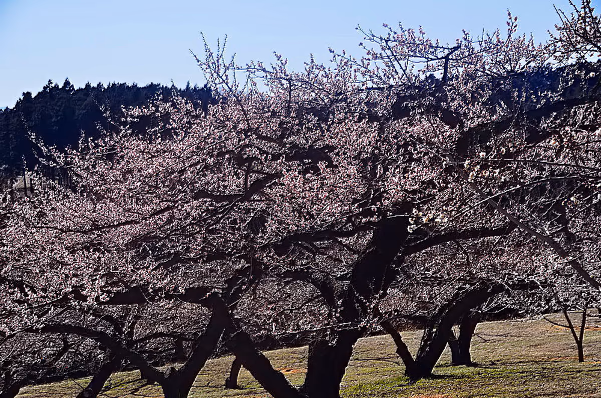 投稿写真：３月の日向