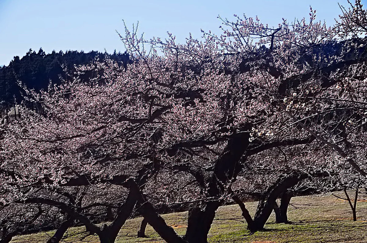 投稿写真：３月の日向