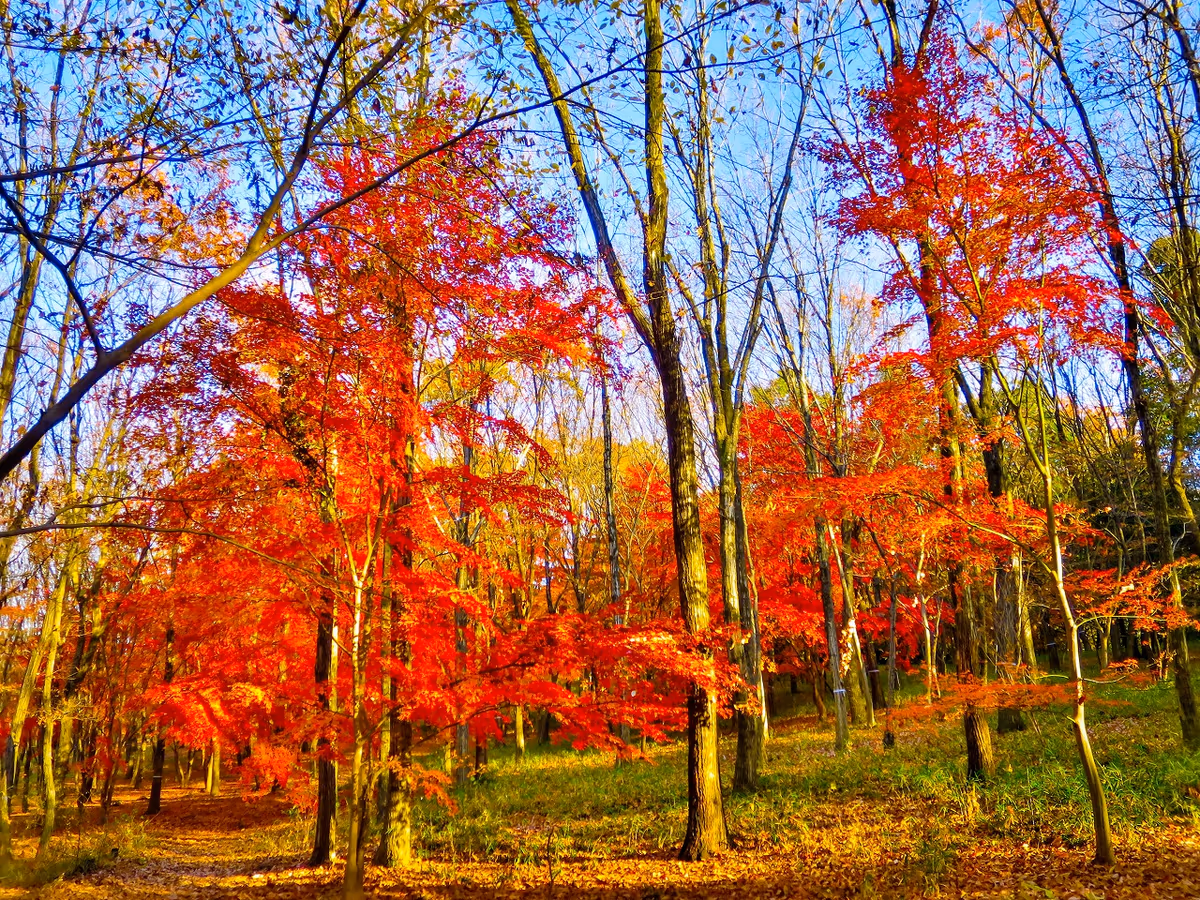 投稿写真：最後の紅葉