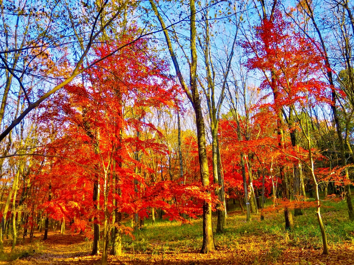 投稿写真：最後の紅葉