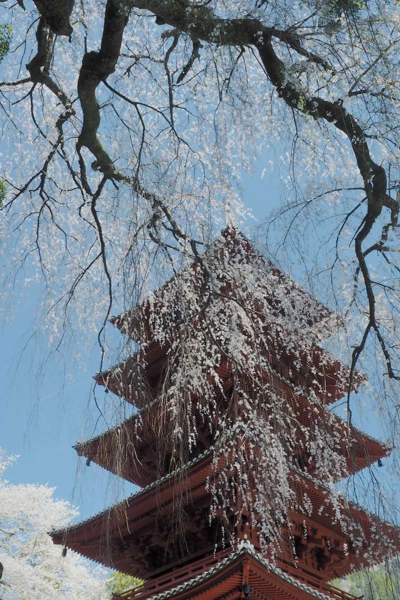 投稿写真：久遠寺　五重塔と桜