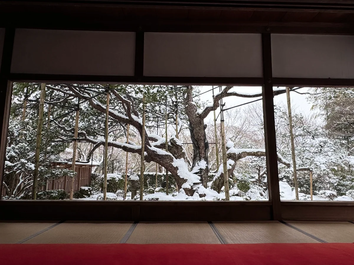 投稿写真：寒さを忘れる程の絶景❄️雪景色の額縁庭園
