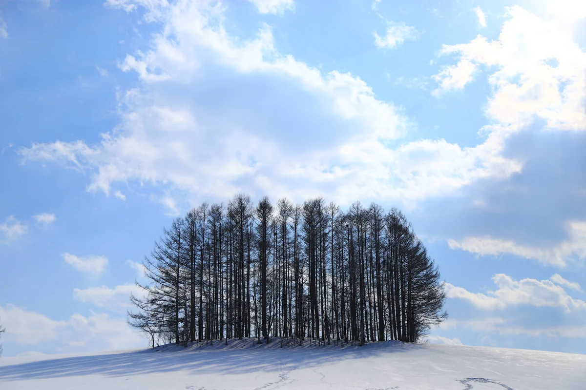 投稿写真：マイルドセブンの木の春