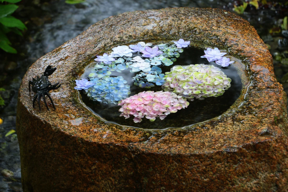 投稿写真：紫陽花