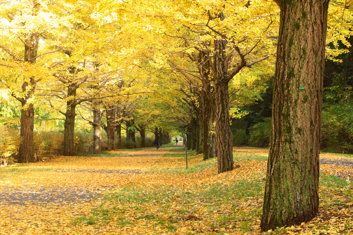 投稿写真：銀杏