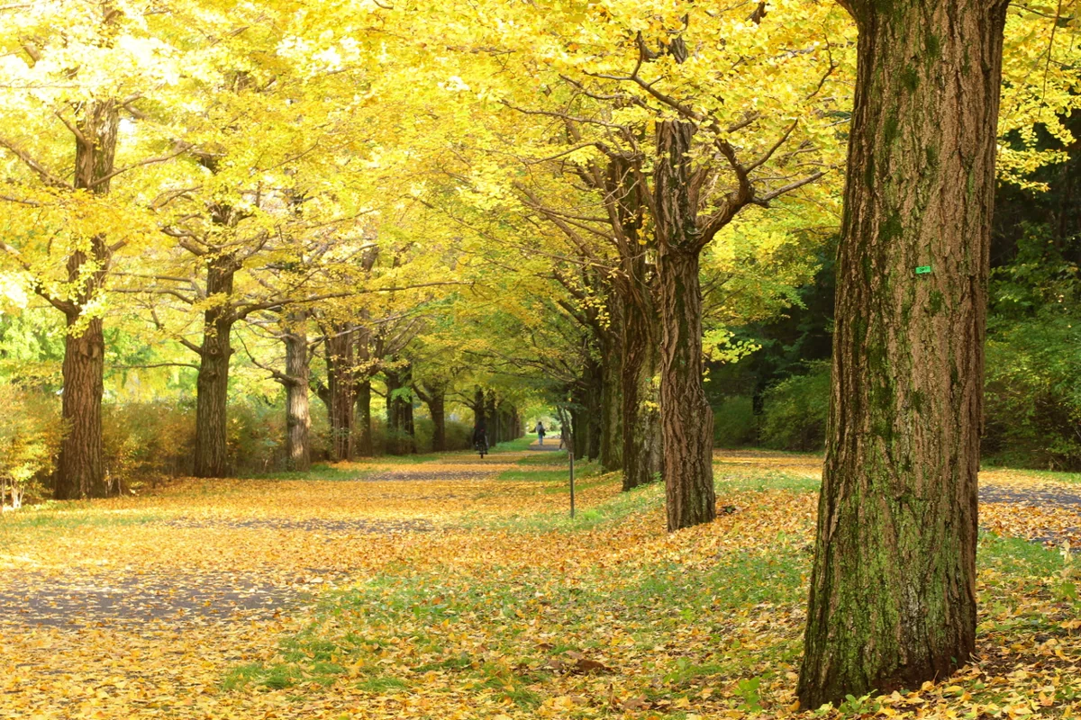 投稿写真：銀杏