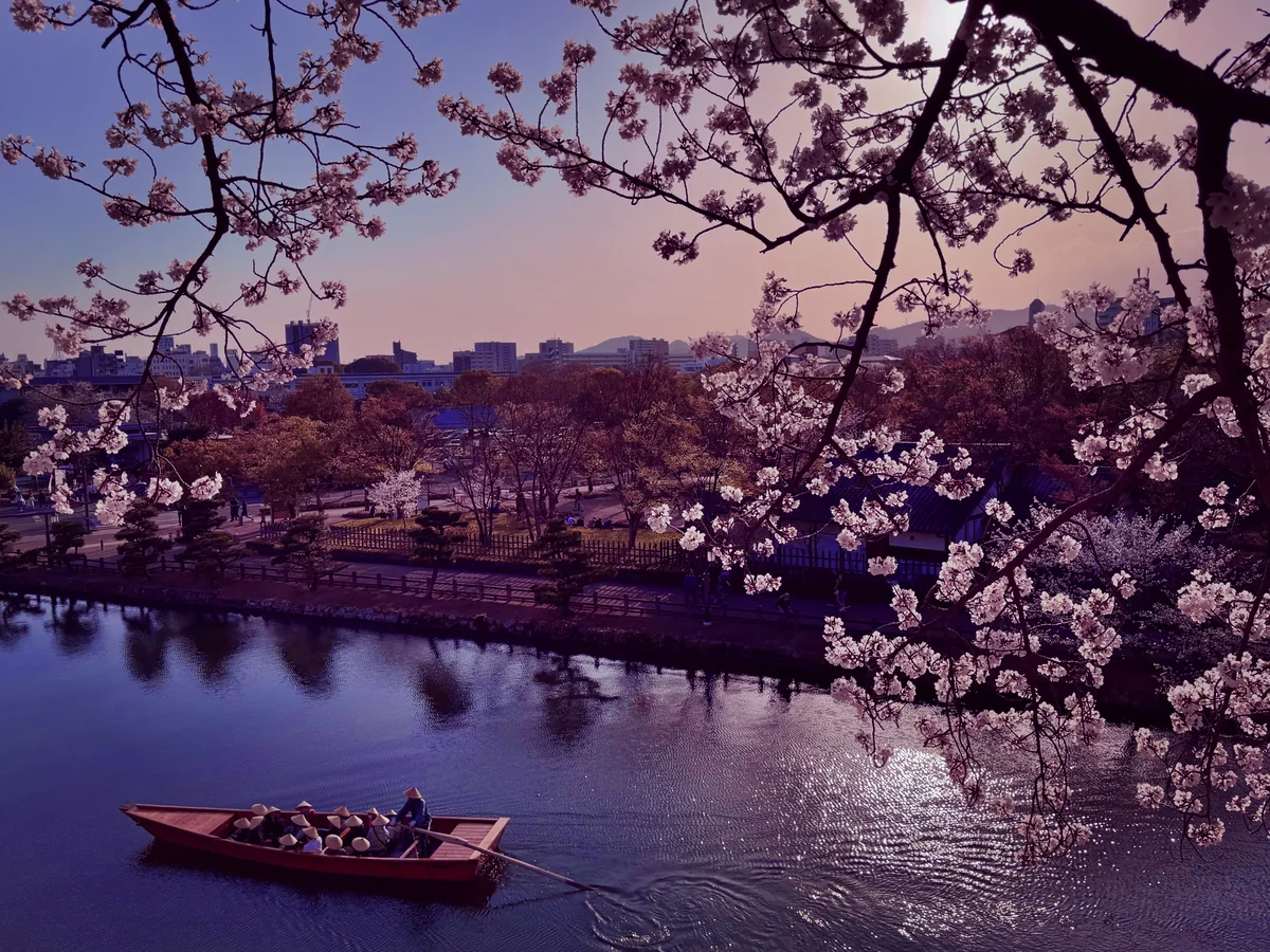 投稿写真：姫路藩和船と桜の絶景