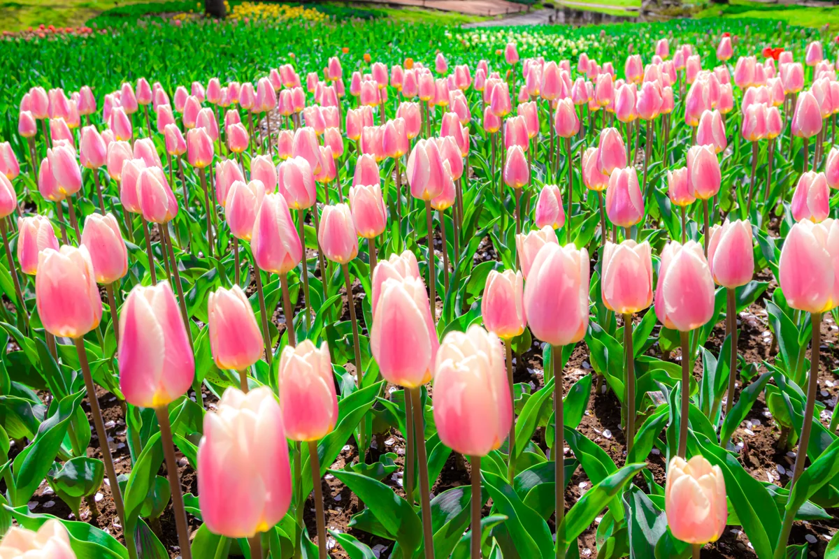 投稿写真：チューリップ咲き始め