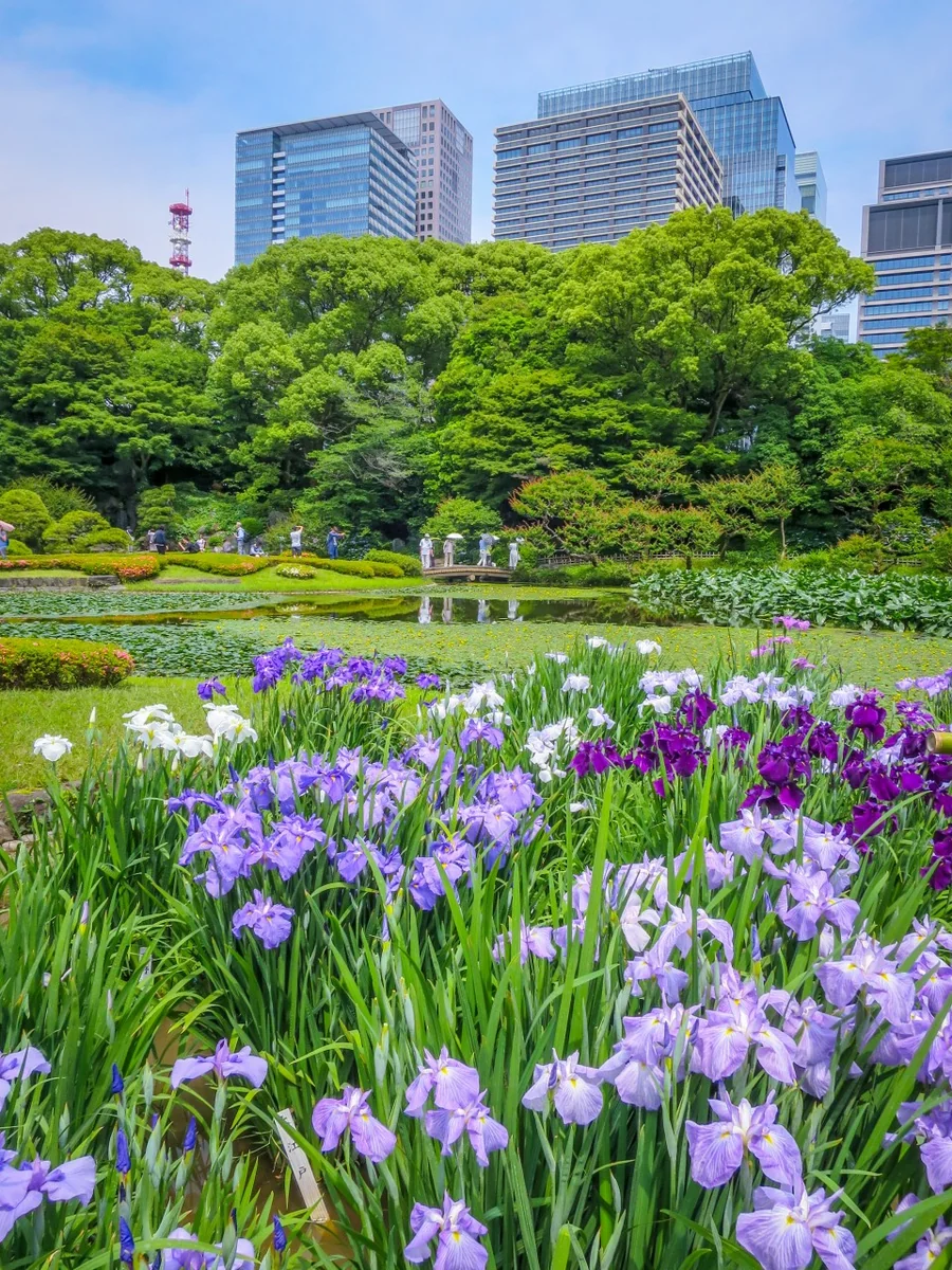 投稿写真：皇居のハナショウブ