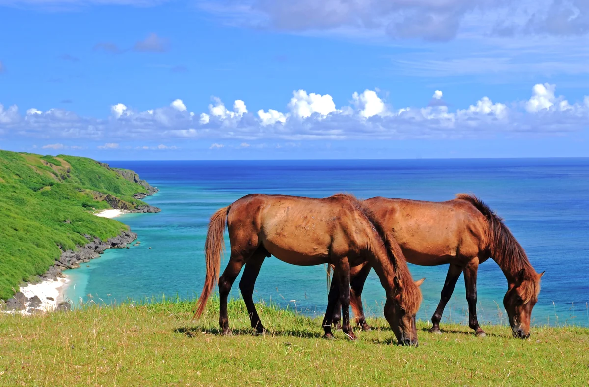 投稿写真：与那国馬は　仲良し こよし