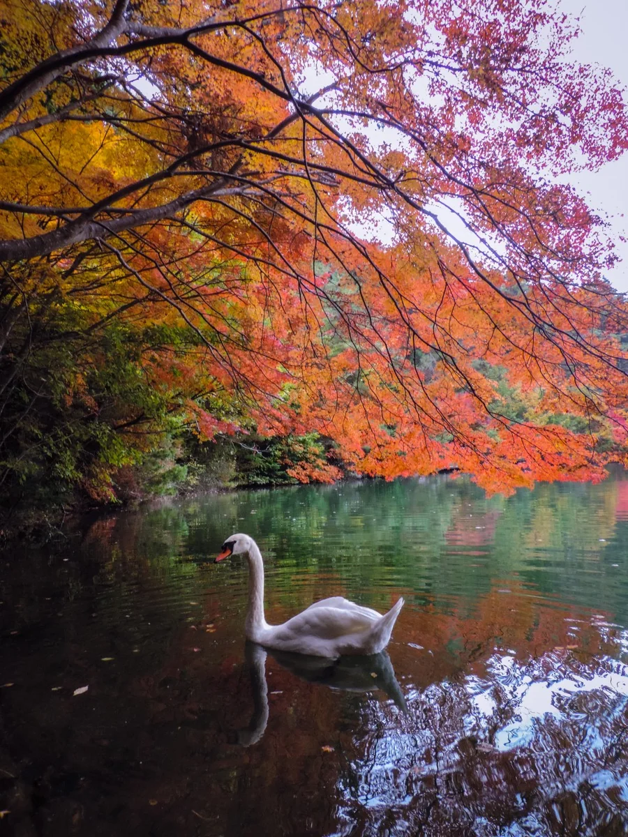 投稿写真：紅葉の白馬の湖