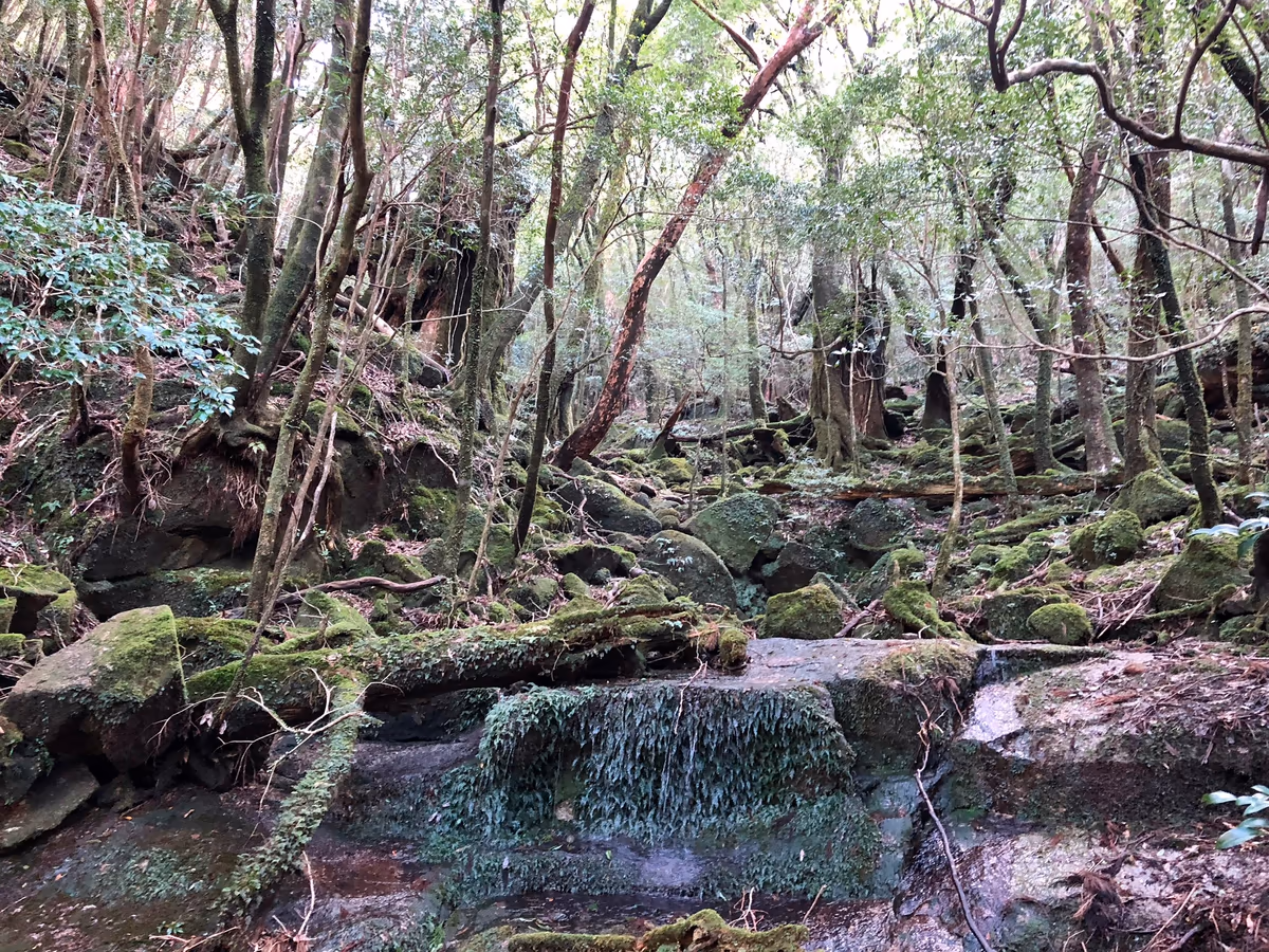 投稿写真：屋久島もののけの匂い