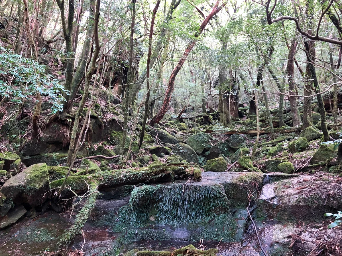 投稿写真：屋久島もののけの匂い