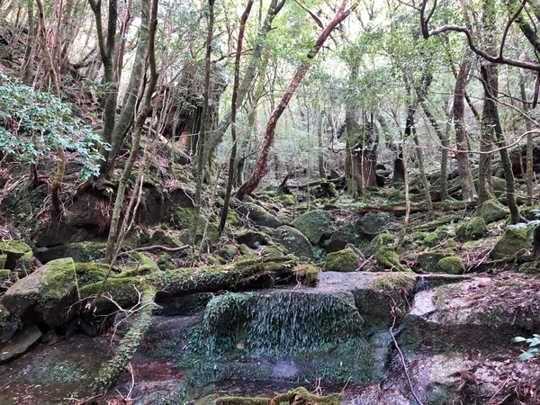 投稿：屋久島もののけの匂い