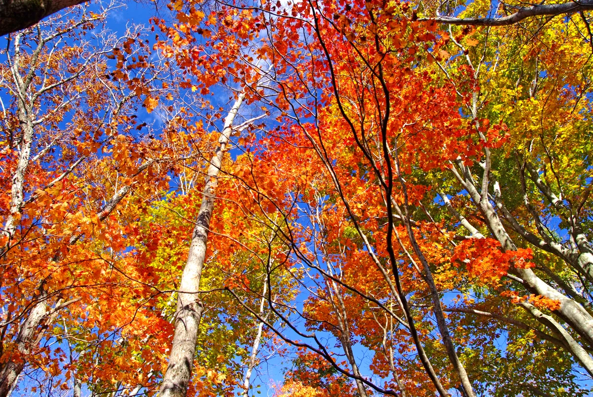 投稿写真：秋の絵本から