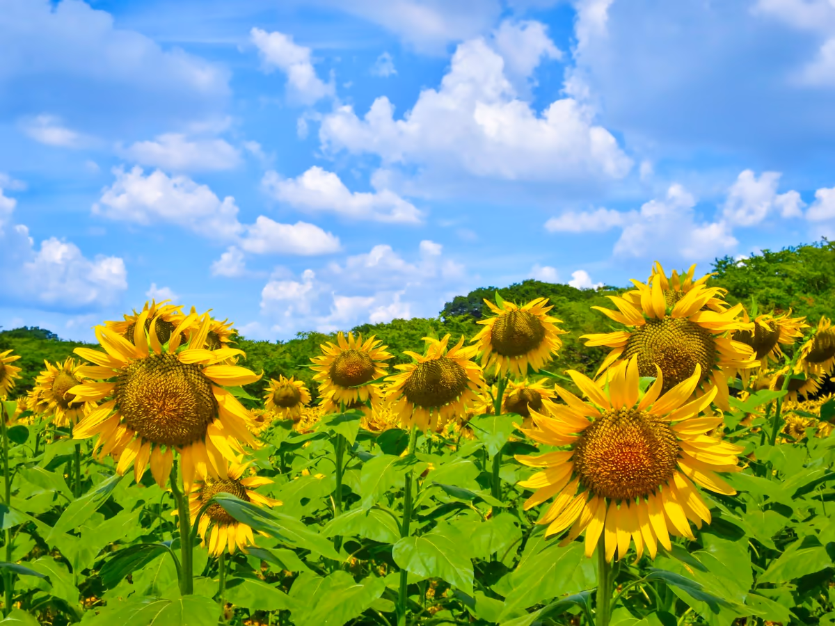 投稿写真：夏空とひまわり