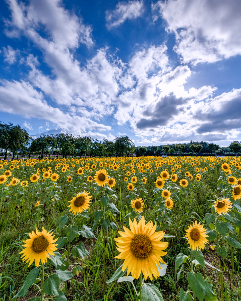 投稿写真：夏の匂い