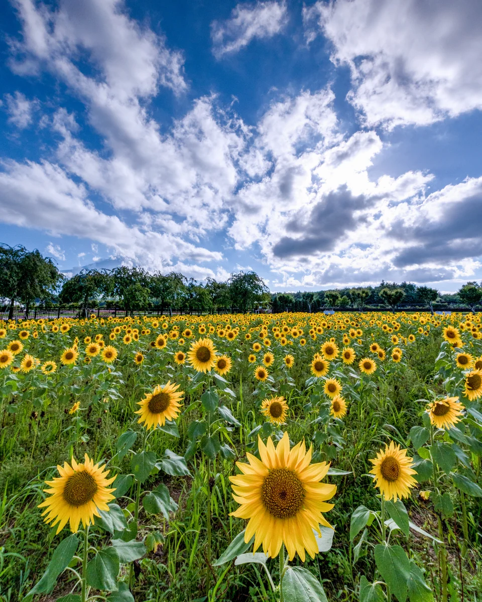 投稿写真：夏の匂い