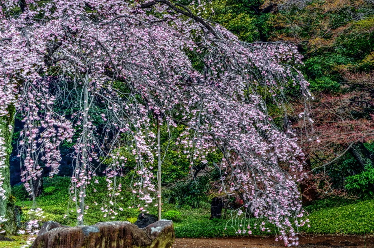 投稿写真：小石川後楽園　枝垂桜