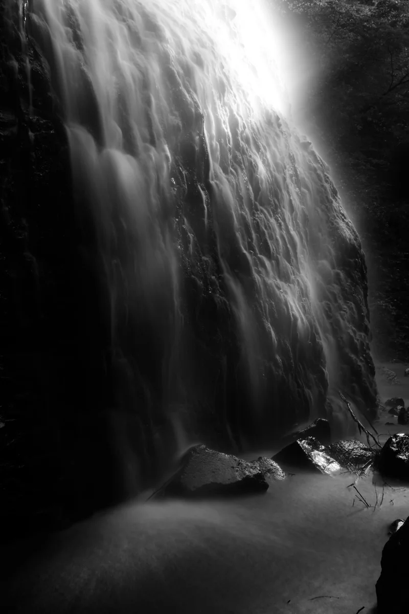 投稿写真：白と黒