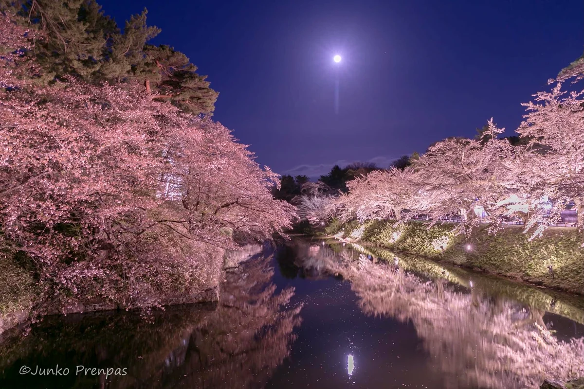 投稿写真：弘前城の夜桜