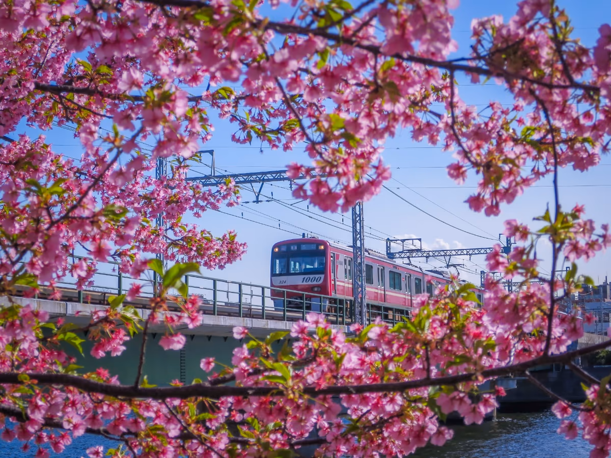 投稿写真：河津桜と京急電車②