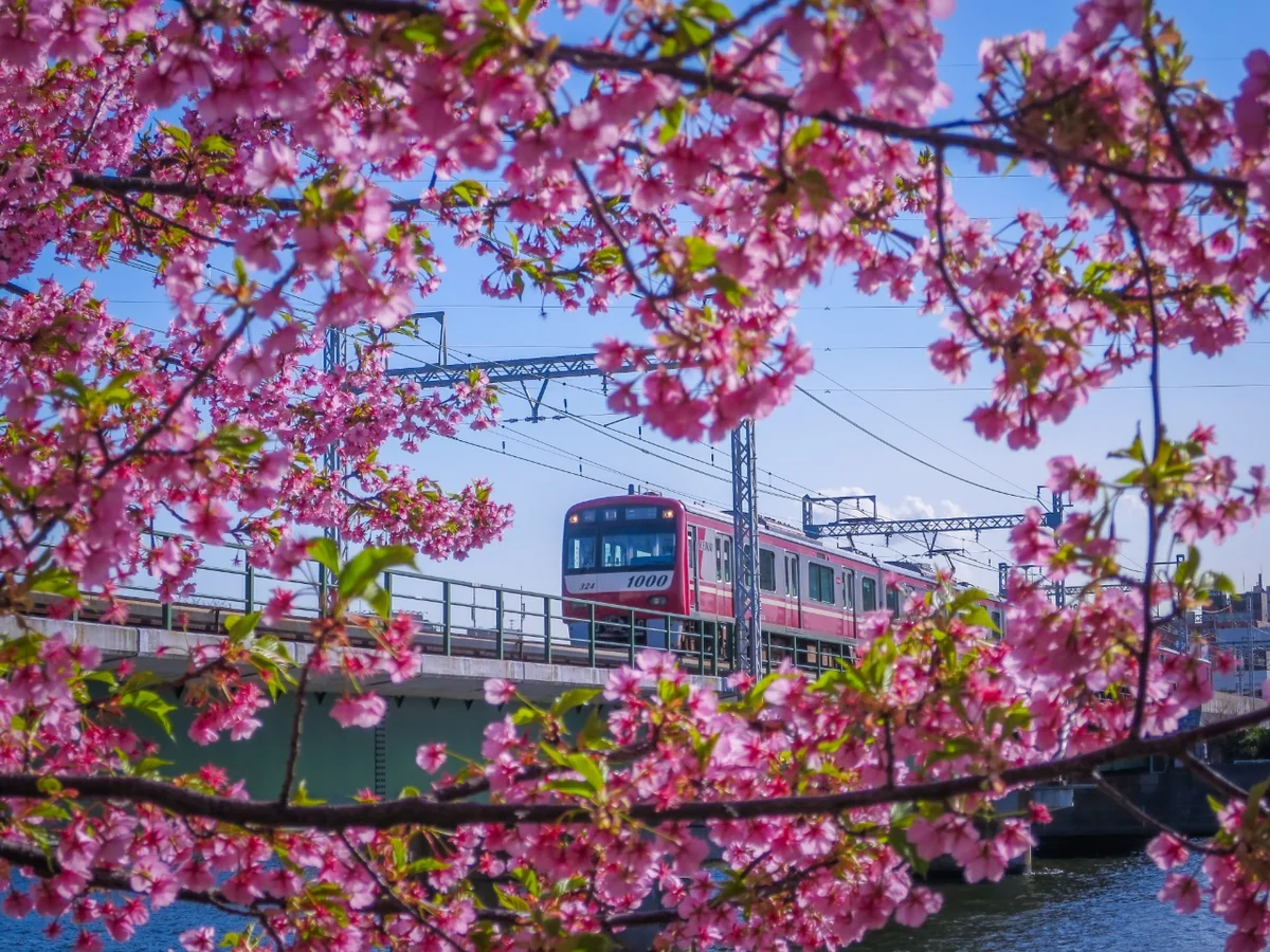 投稿写真：河津桜と京急電車②