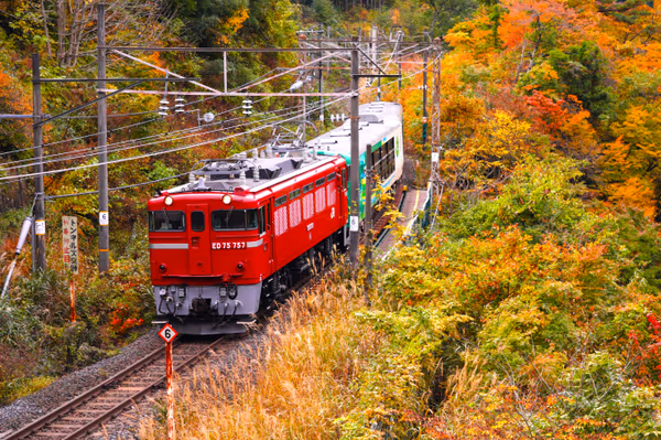 投稿：紅葉川渓谷の中の快速風っ子紅葉号