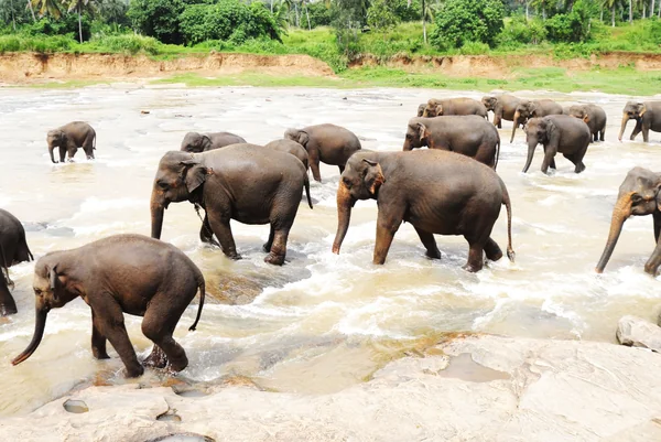 投稿：ピンナワラの象の孤児院