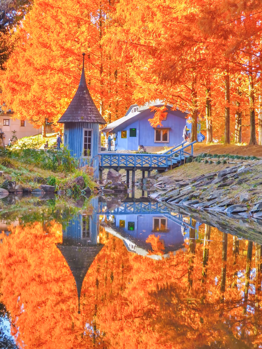 投稿写真：メタセコイア並木の紅葉と青い建物のリフレクション