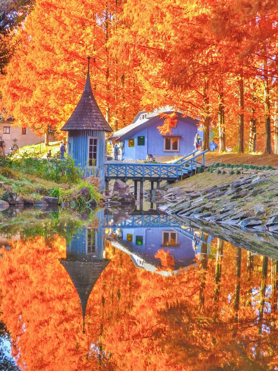 投稿写真：メタセコイア並木の紅葉と青い建物のリフレクション