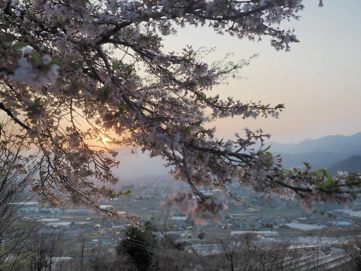 投稿写真：甲府盆地の桜と夕日