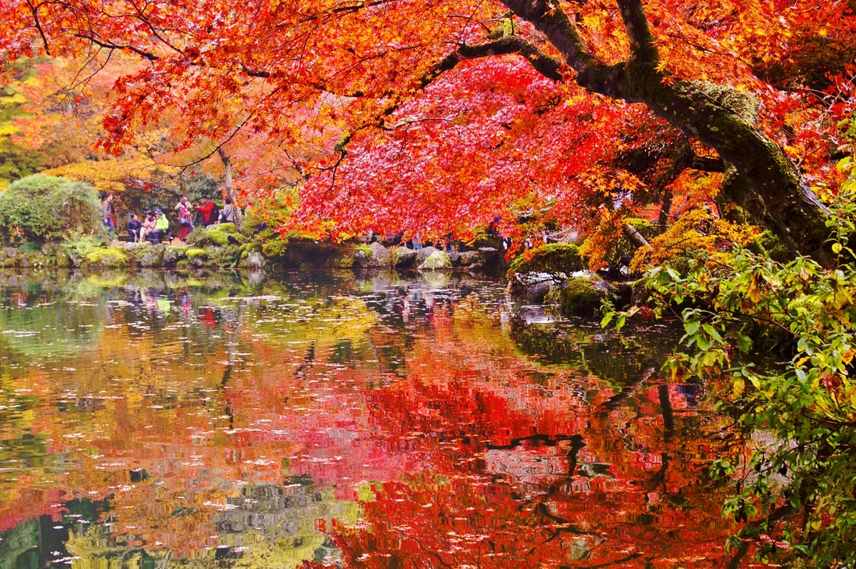 投稿写真：水面に映る紅葉