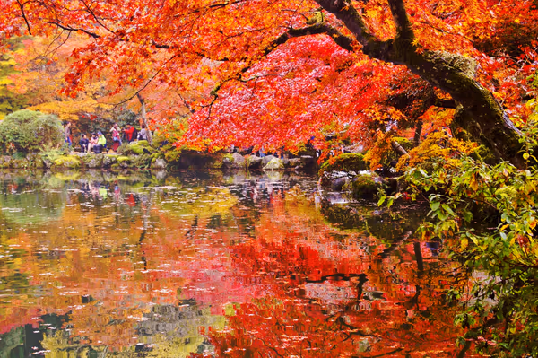 投稿：水面に映る紅葉