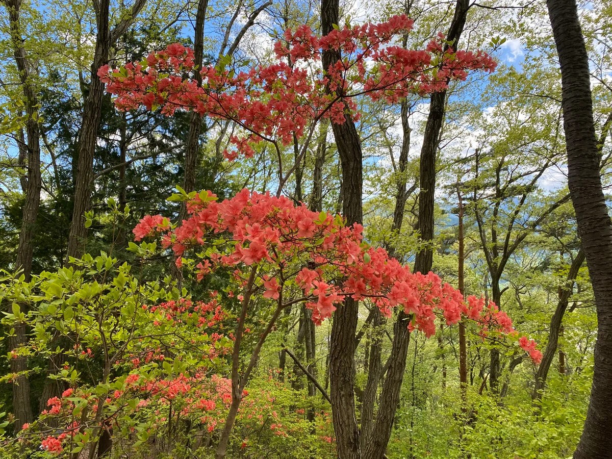 投稿写真：春色の風景