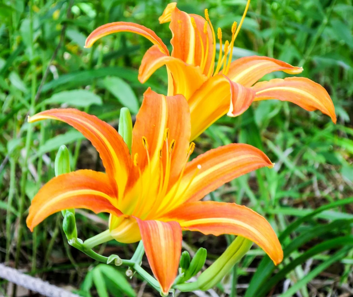 投稿写真：ユリの花(クワンソー)