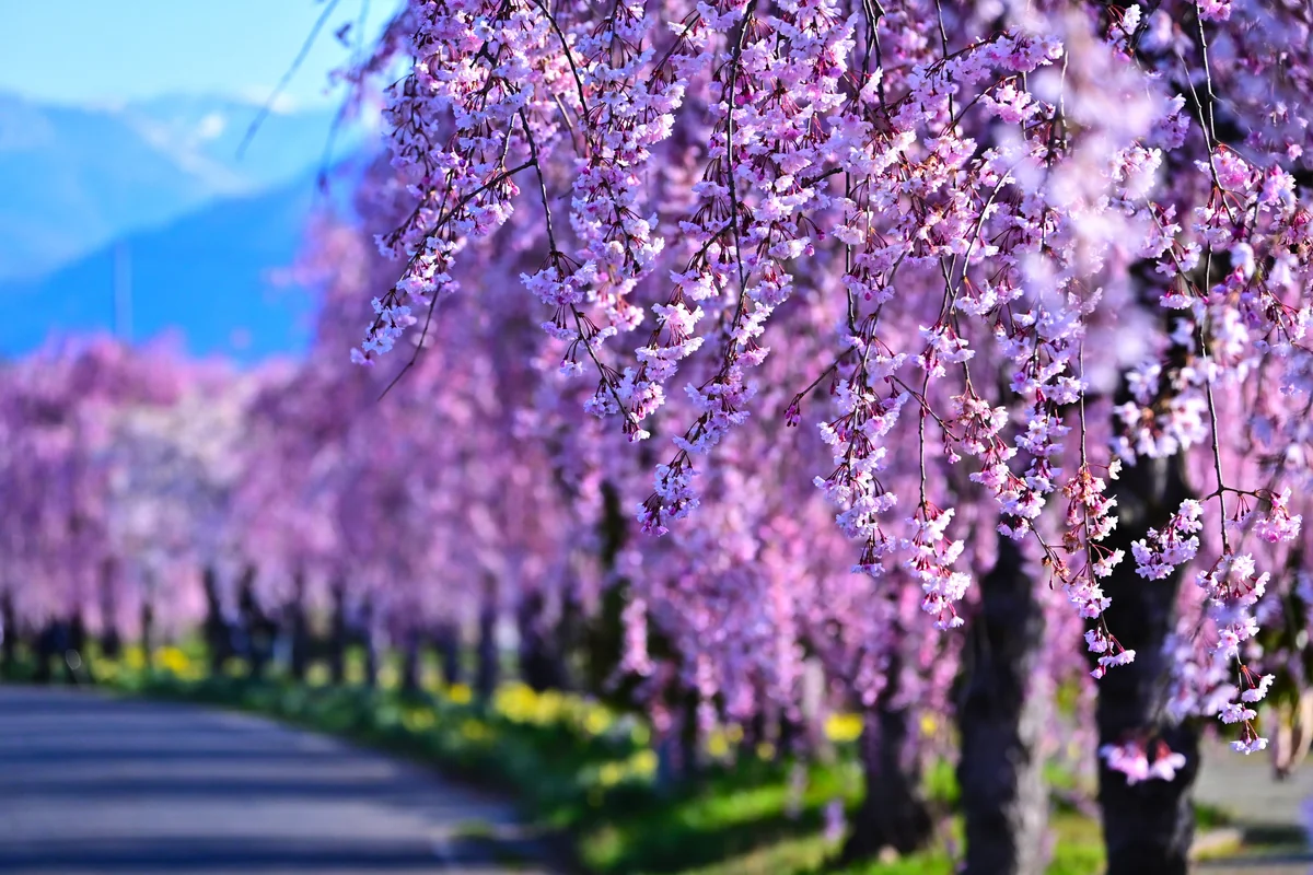 投稿写真：しだれ桜