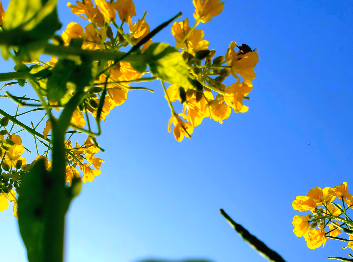 投稿写真：日本蜜蜂と菜の花