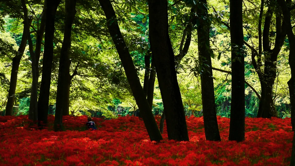 投稿写真：森の緑と曼珠沙華の赤