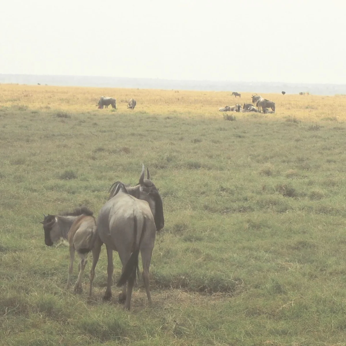 投稿写真：ヌーの親子