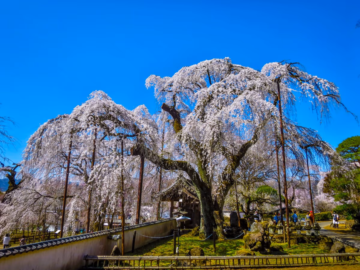 投稿写真：青空に映える満開のシダレザクラ