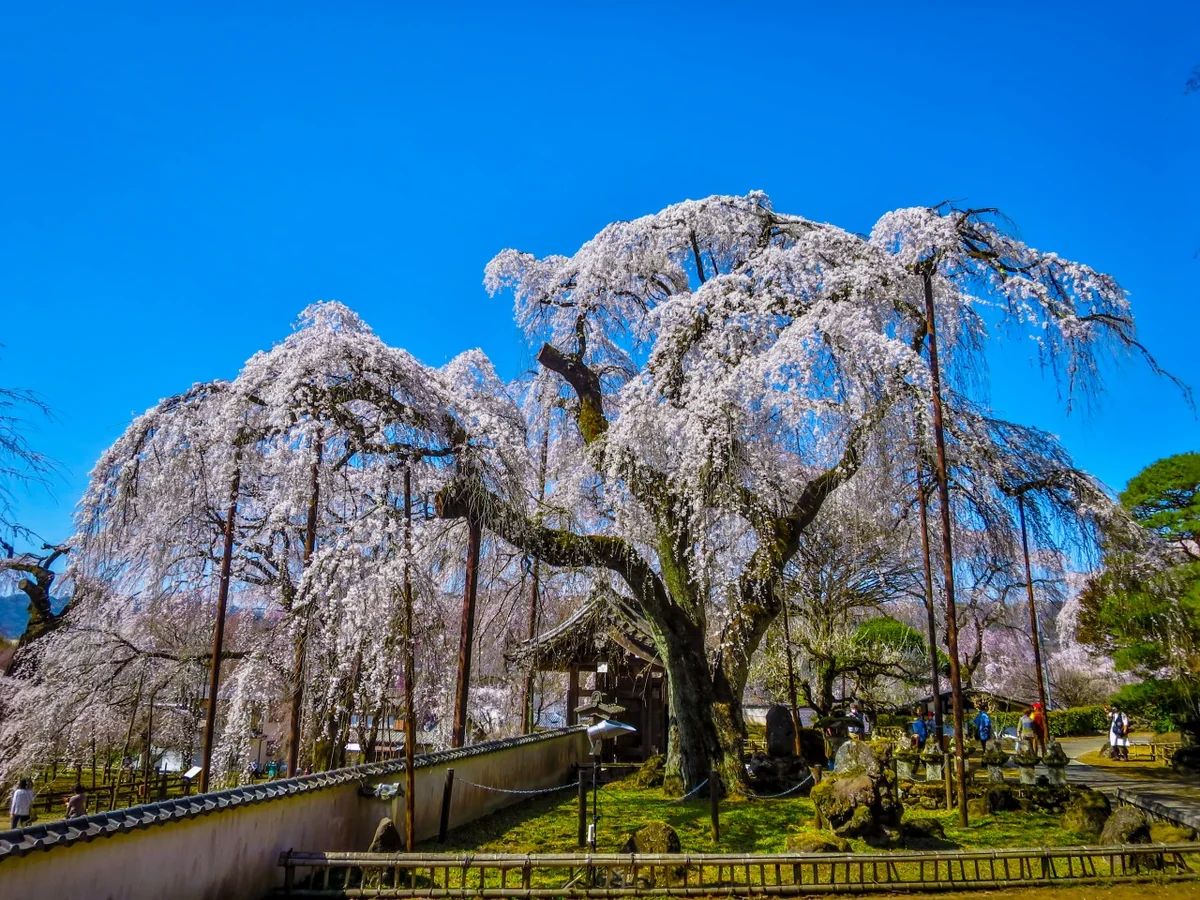 投稿写真：青空に映える満開のシダレザクラ